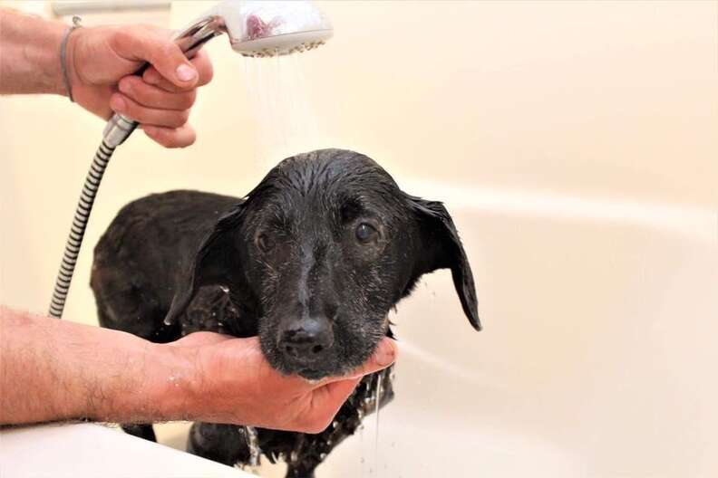 Senior rescue dog getting a bath