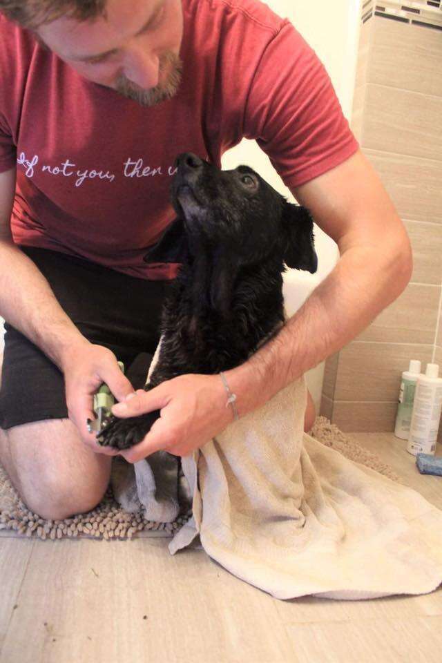 Senior rescue dog getting her nails trimmed