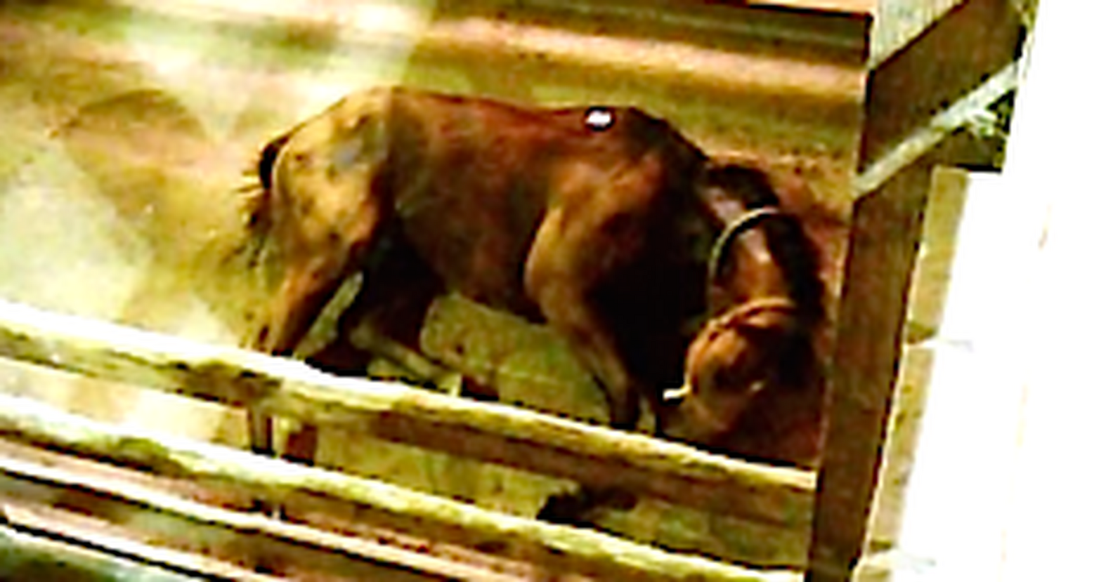 U.S. Horses Sent To Canada Slaughterhouses Suffer Abuses The Dodo