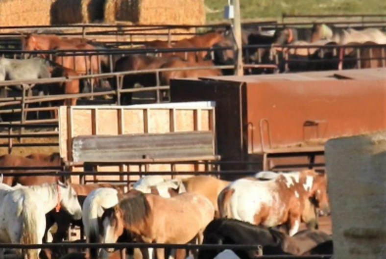 U.S. Horses Sent To Canada Slaughterhouses Suffer Abuses The Dodo