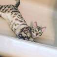 Why Are Cats So Obsessed With Bathtubs?