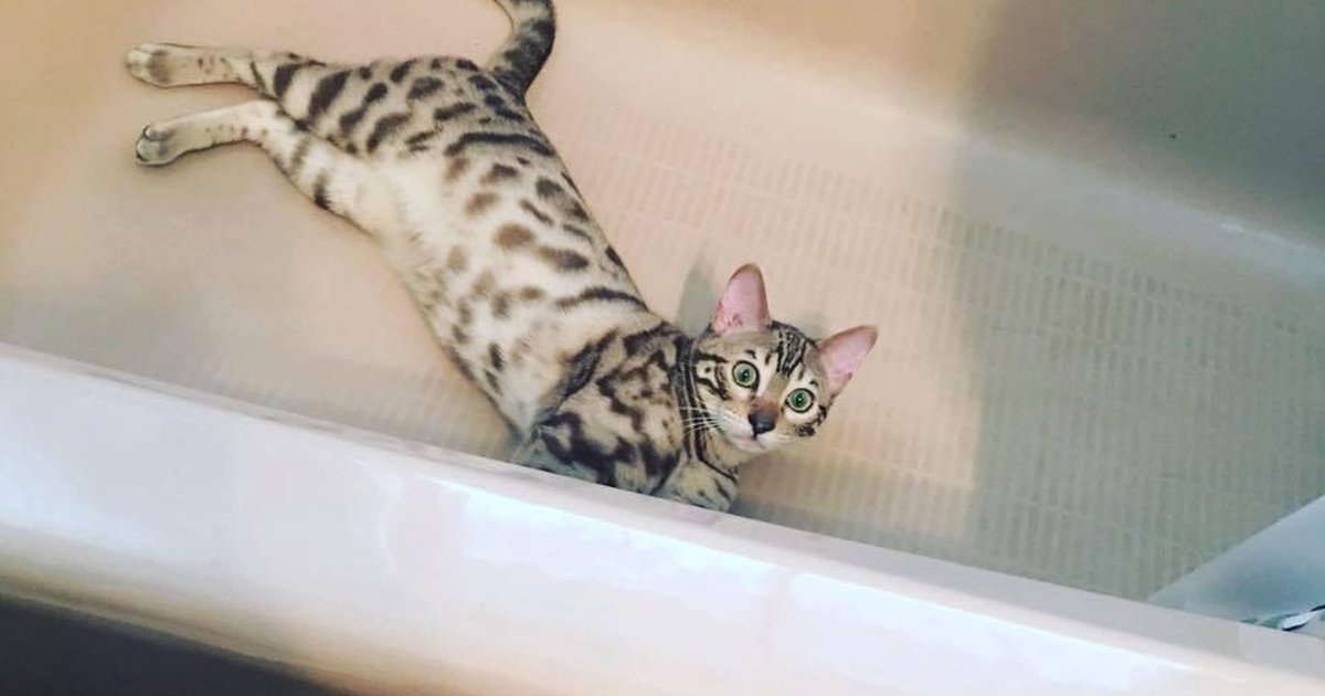 Why Cats Love Bathtubs A Wild Instinct Theory The Dodo