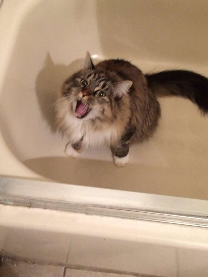 Kitten's Reaction to Seeing Owner in Bathtub for First Time Melts Hearts