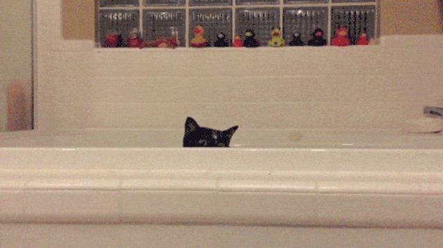 Why Cats Love Bathtubs A Wild Instinct, Cat In A Bathtub