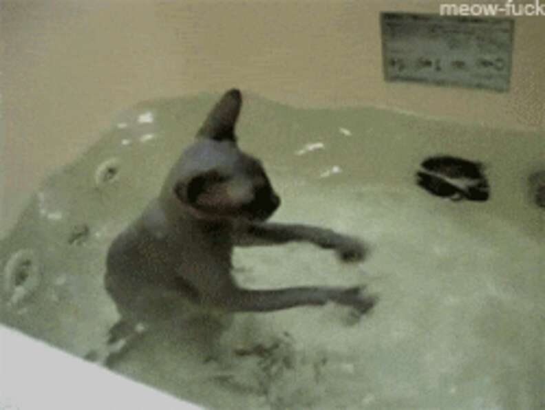 Kitten's Reaction to Seeing Owner in Bathtub for First Time Melts Hearts