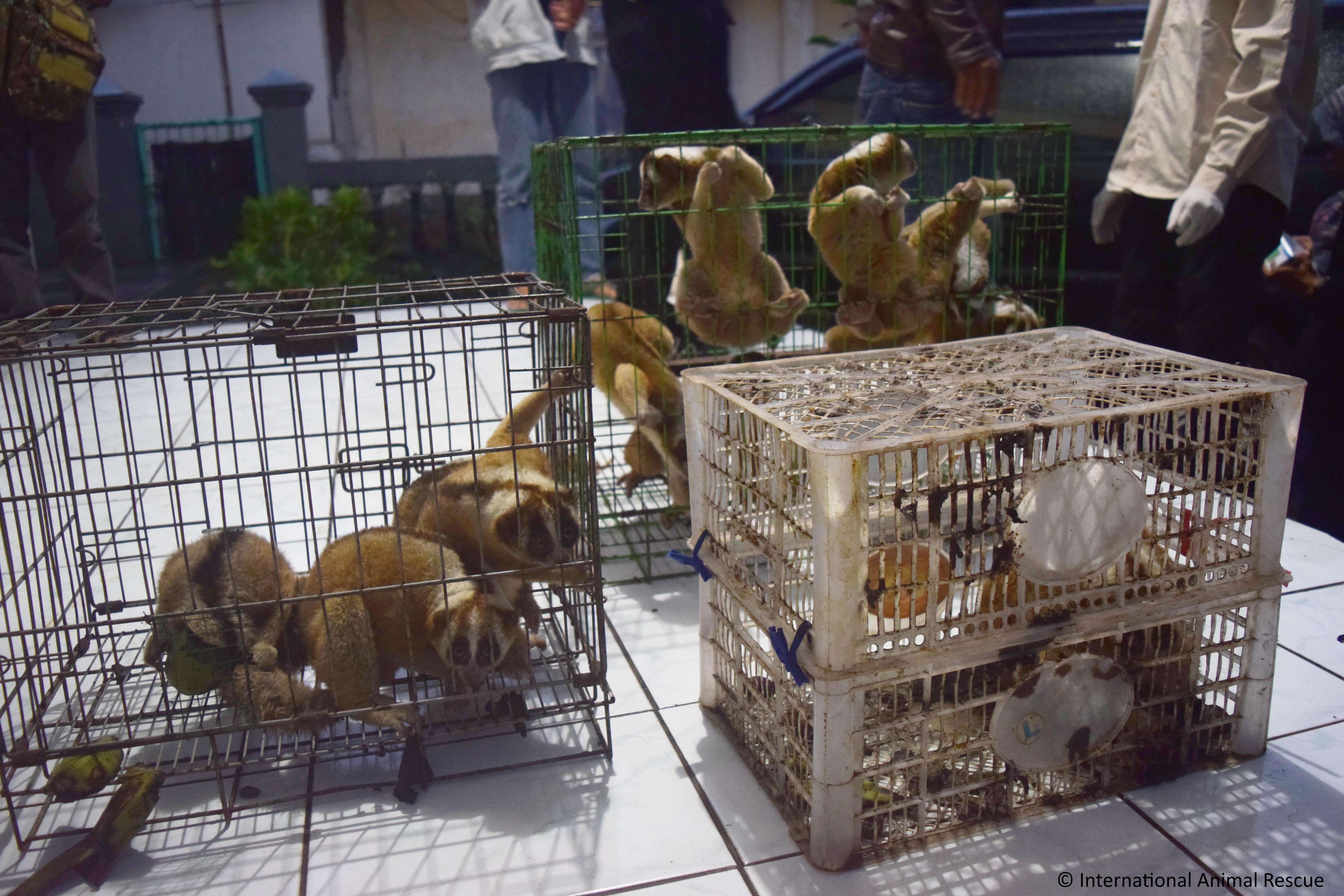 Slow lorises police rescued from an illegal pet trader