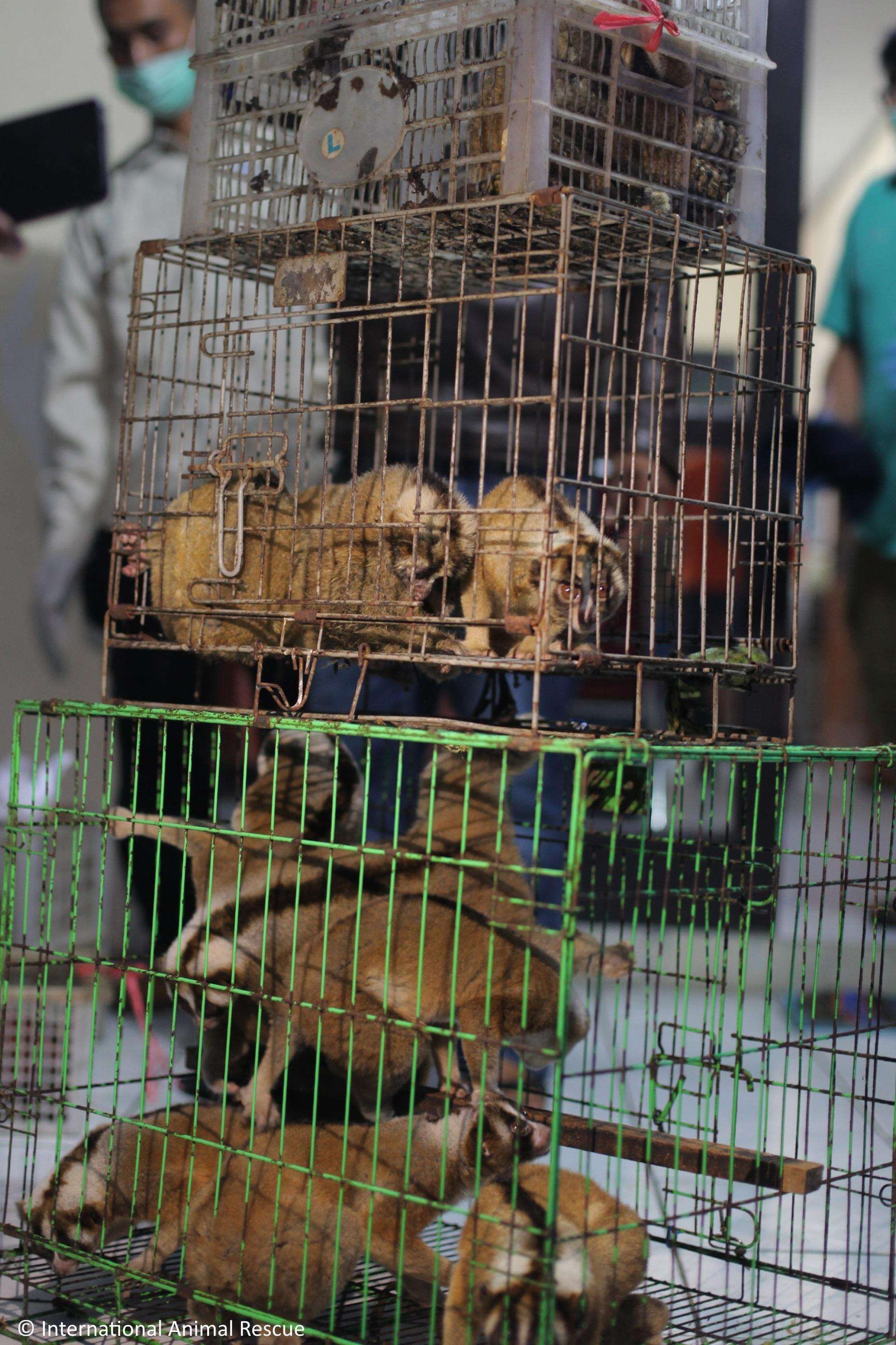 Slow lorises police rescued from an illegal pet trader
