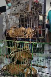 Slow lorises police rescued from an illegal pet trader