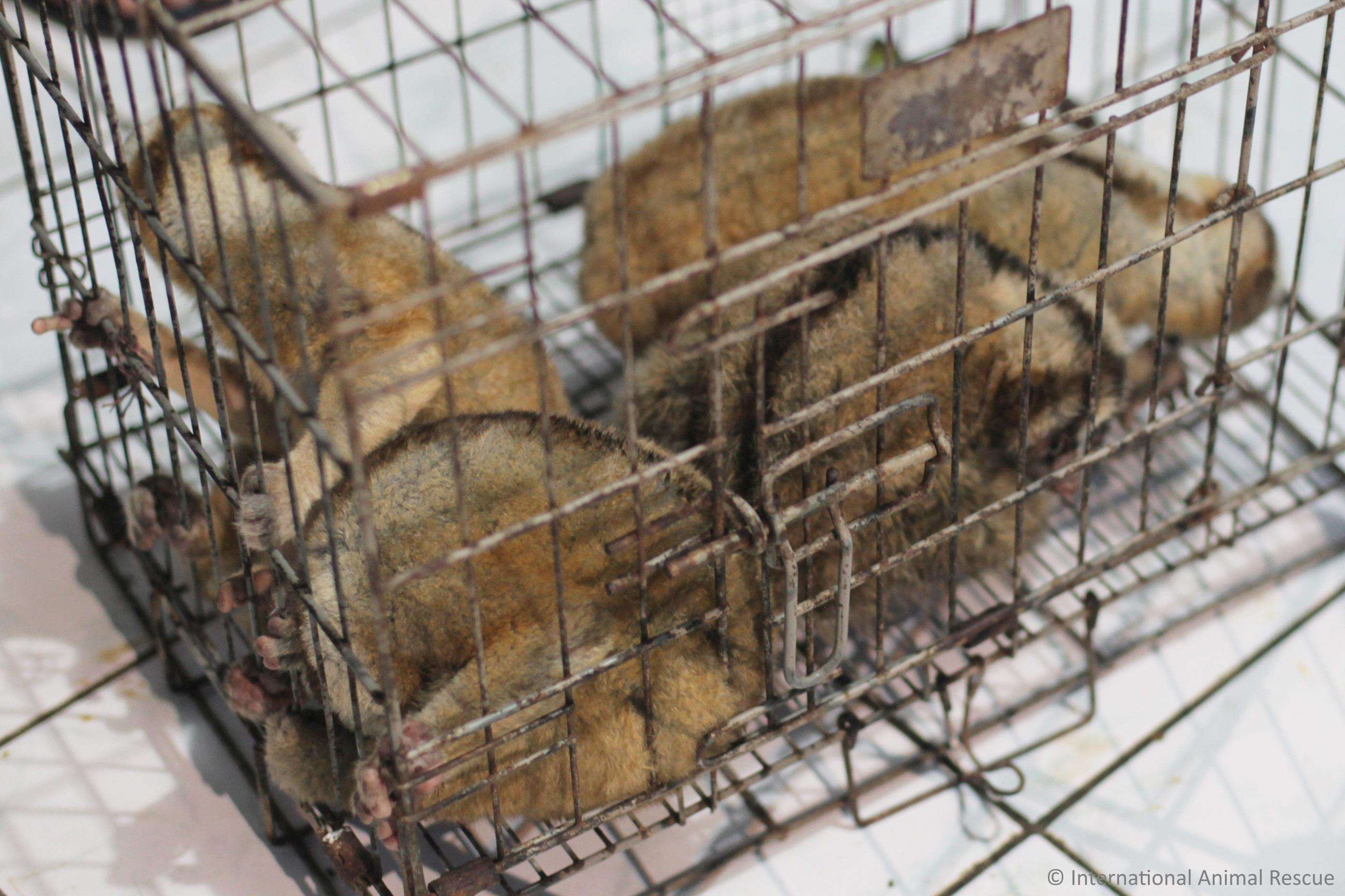 Slow lorises police rescued from an illegal pet trader