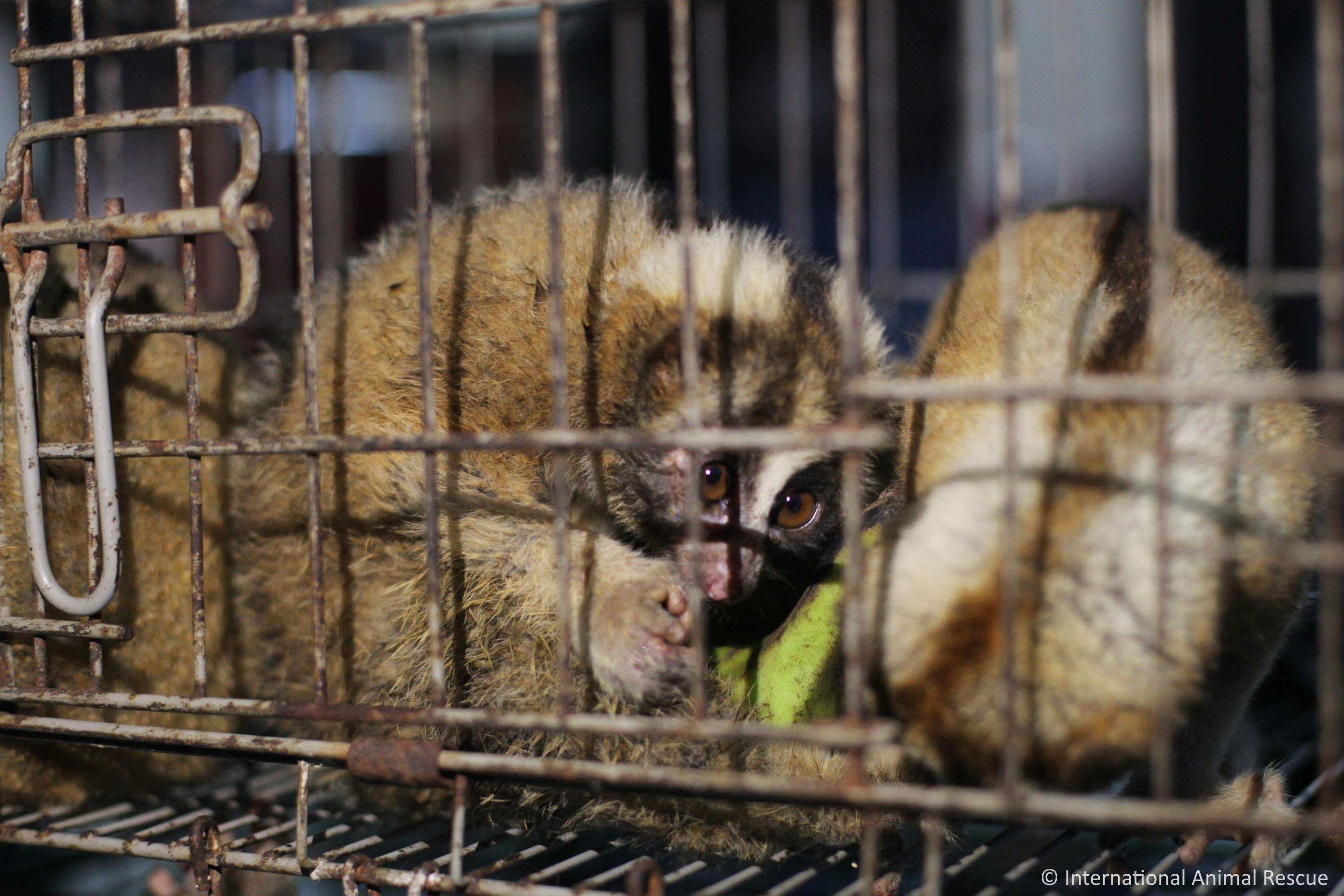 Slow lorises police rescued from an illegal pet trader