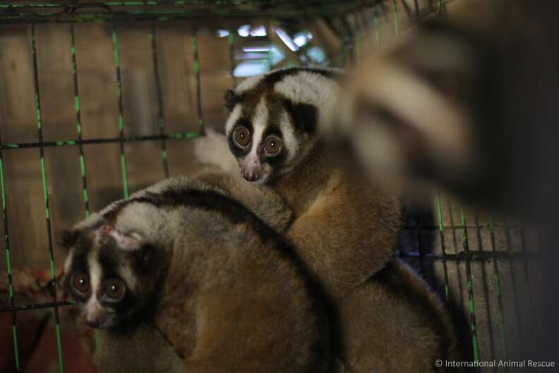 Slow lorises police rescued from an illegal pet trader