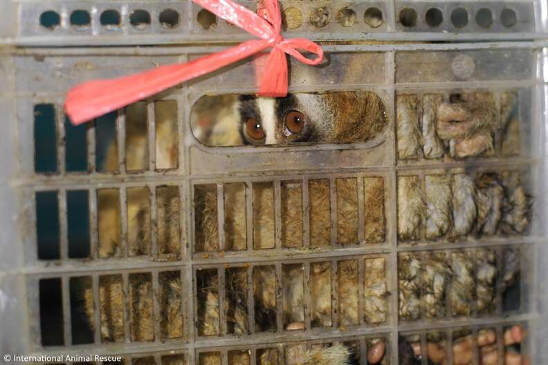 Slow lorises police rescued from an illegal pet trader
