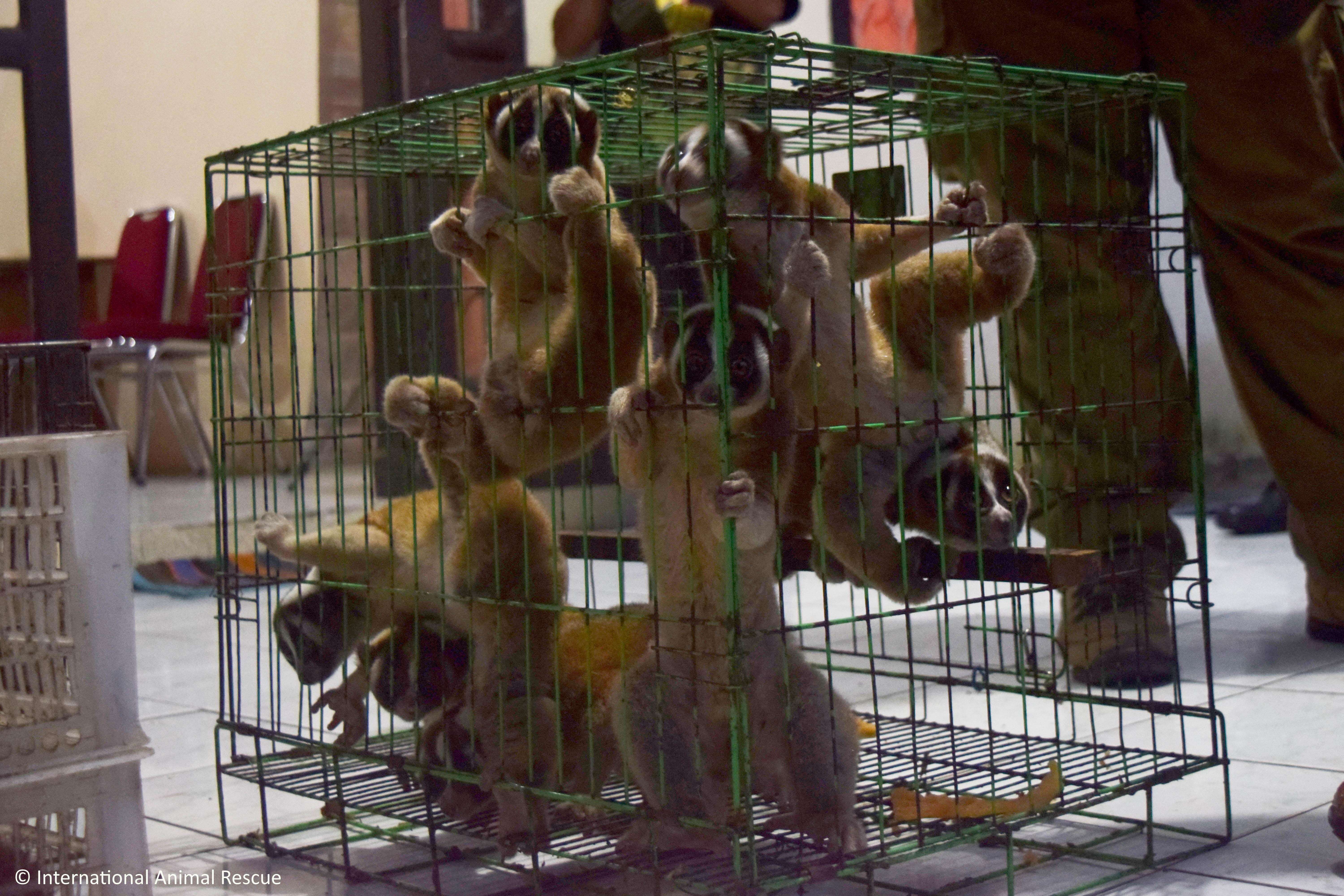 Slow lorises police rescued from an illegal pet trader