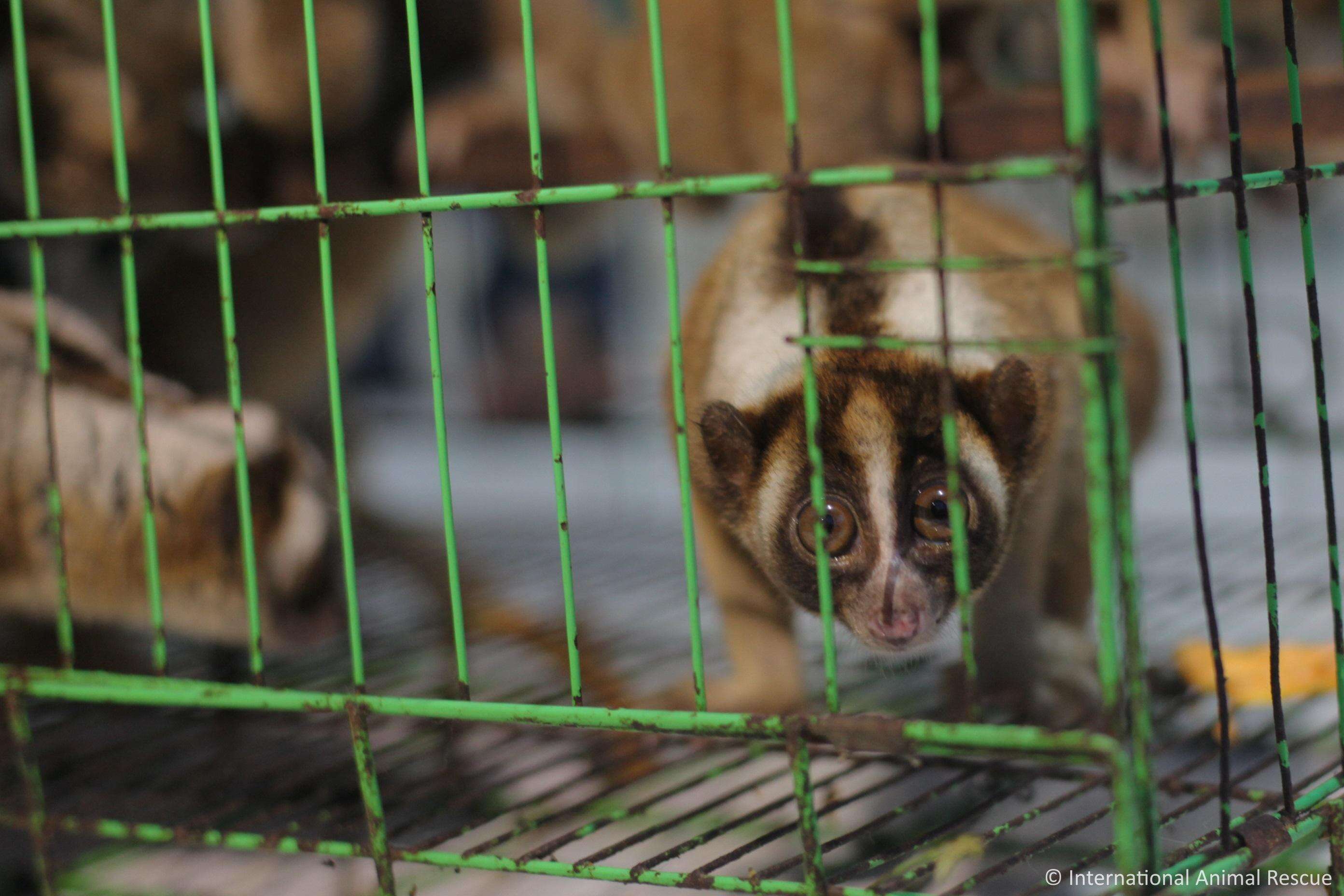 Slow lorises police rescued from an illegal pet trader