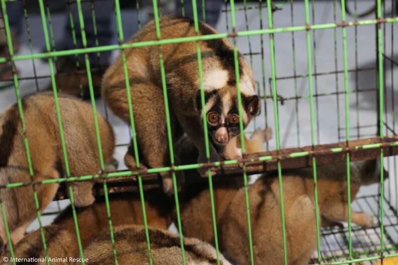Slow lorises police rescued from an illegal pet trader