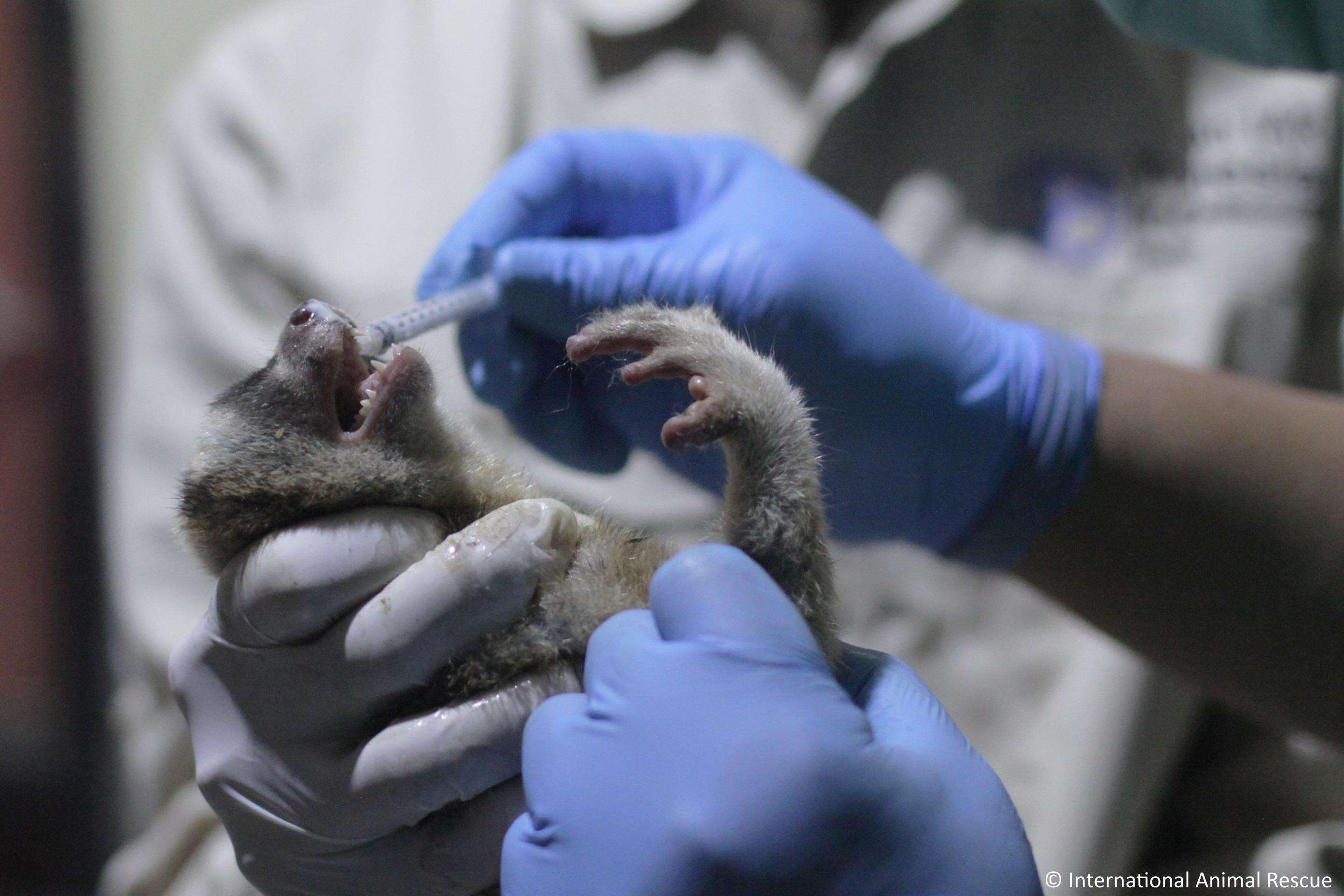 A rescued slow loris getting medical attention