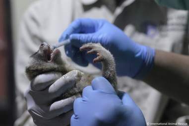 A rescued slow loris getting medical attention