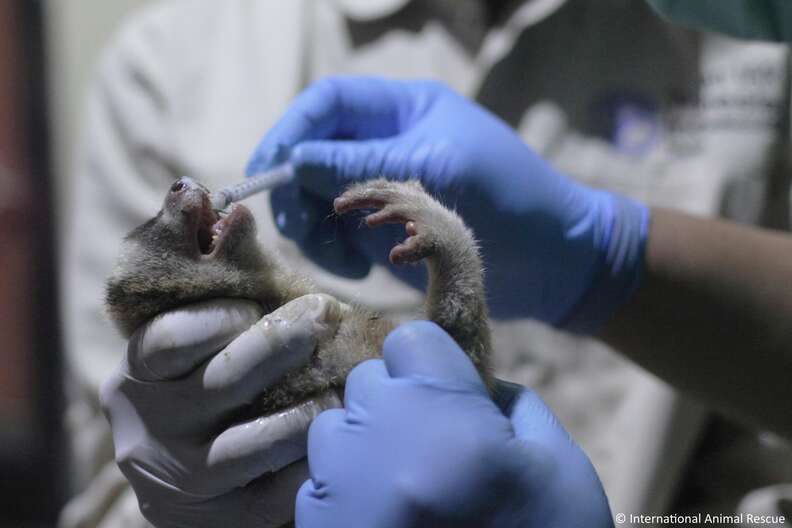A rescued slow loris getting medical attention