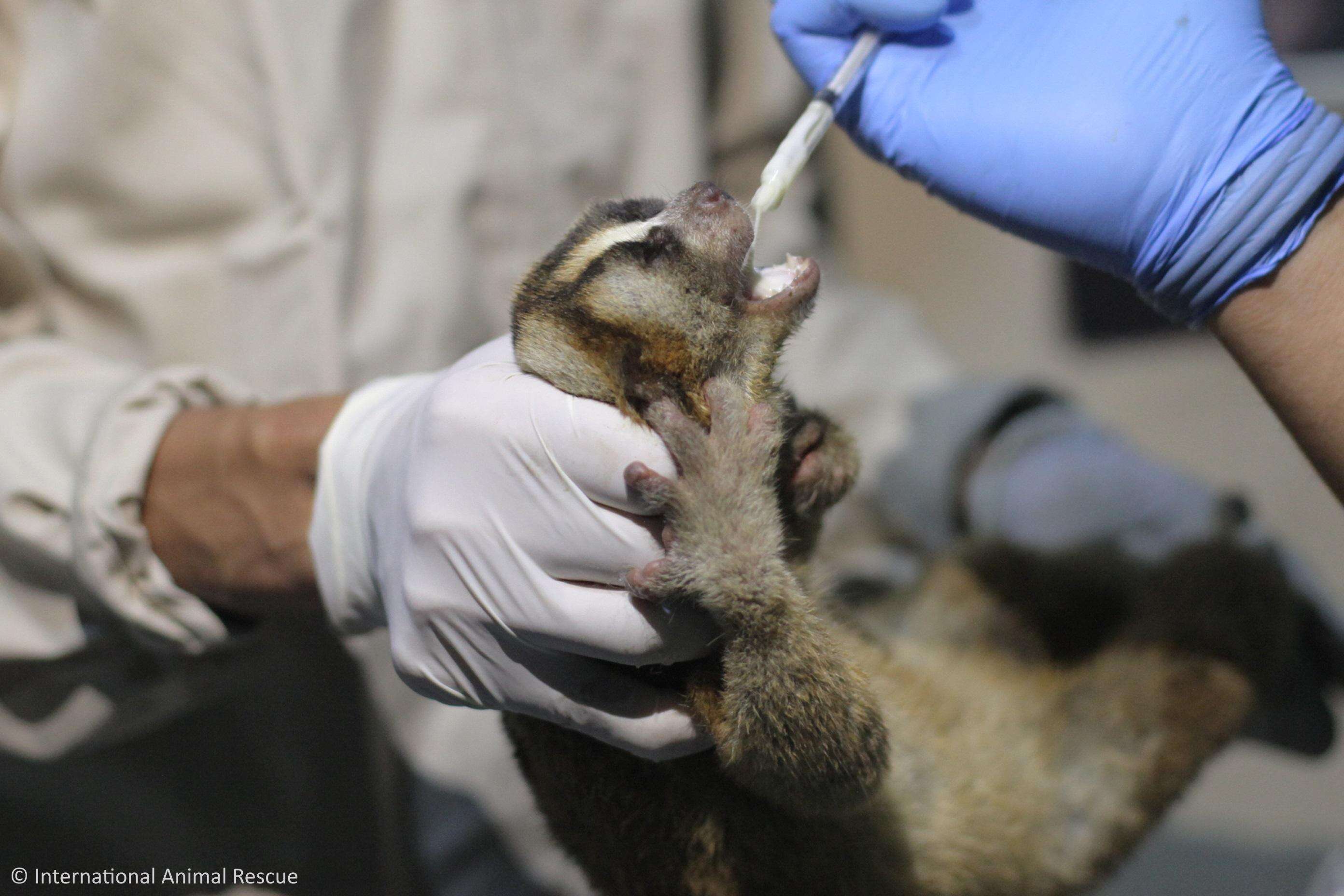 A rescued slow loris getting medical attention