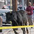 Terrified Bull At NYC Slaughterhouse Decides To Run For His Life