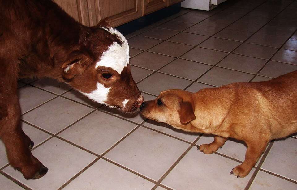 Rescued miniature cow becoming friends with a dog