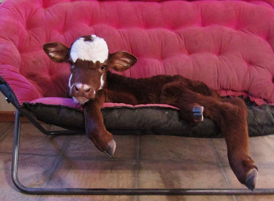 Rescued miniature cow relaxing on a couch