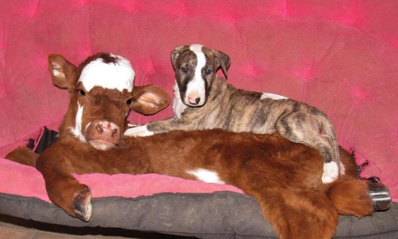Rescued miniature cow becoming friends with a dog
