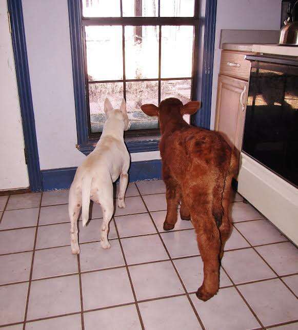 Rescue dog and miniature cow looking outside the window