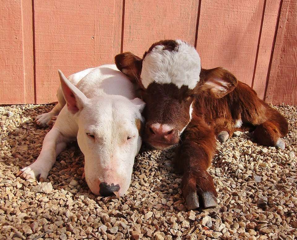 Spackle the dog and Moonpie the miniature cow are best friends