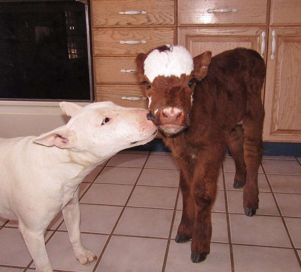 Spackle the dog and Moonpie the miniature cow are best friends