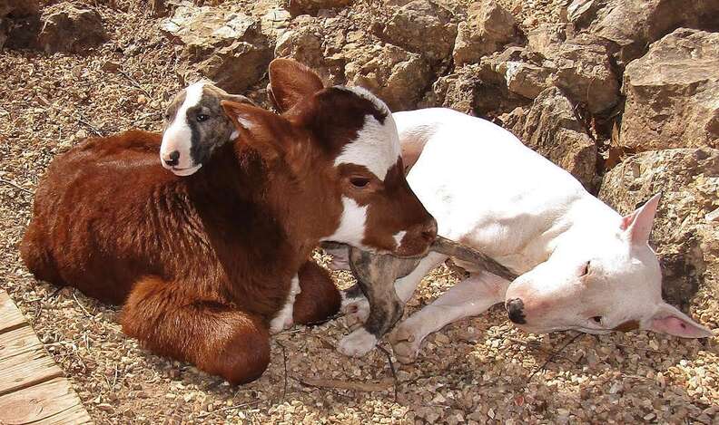 Dogs playing with a rescued miniature cow