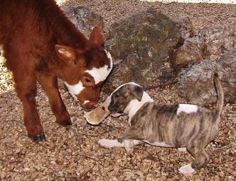 Dog and miniature cow playing