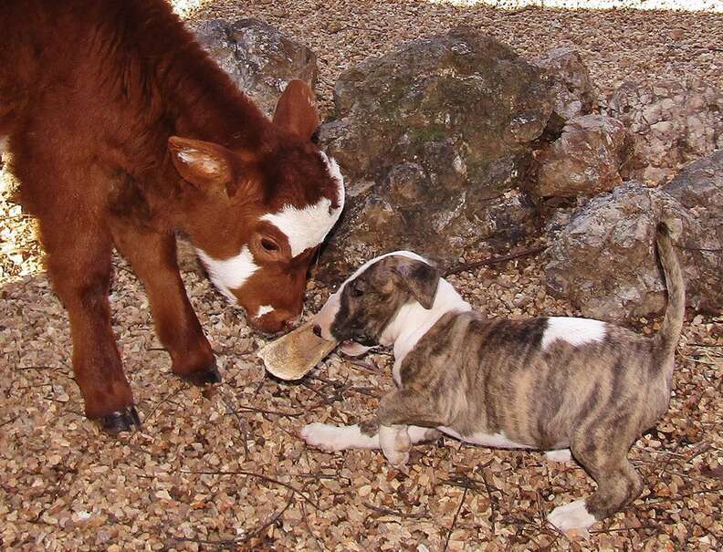 Dog and miniature cow playing