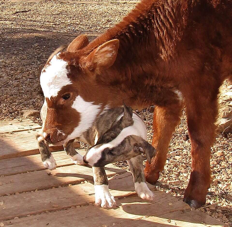 Dog and miniature cow playing