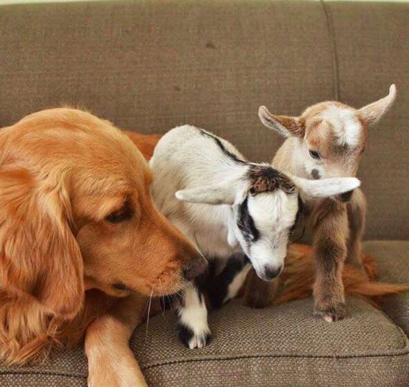dog loves baby goats