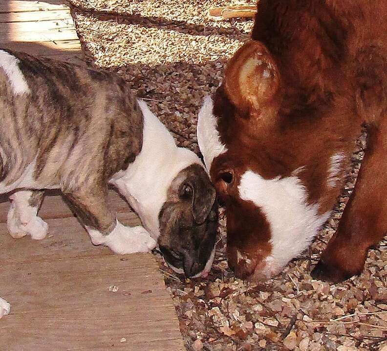 Rescued mini cow is living in paradise with her best friends – dogs!