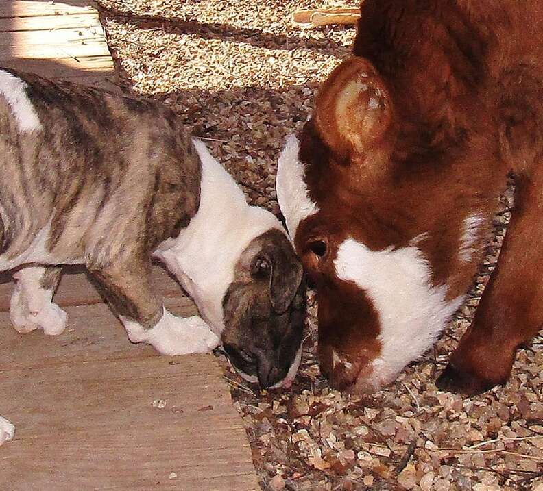 Dog and miniature cow playing