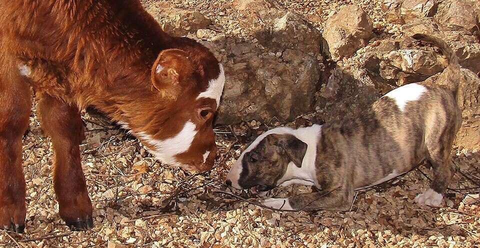 Dog and miniature cow playing