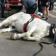 Exhausted Carriage Horse Falls Over In The Street