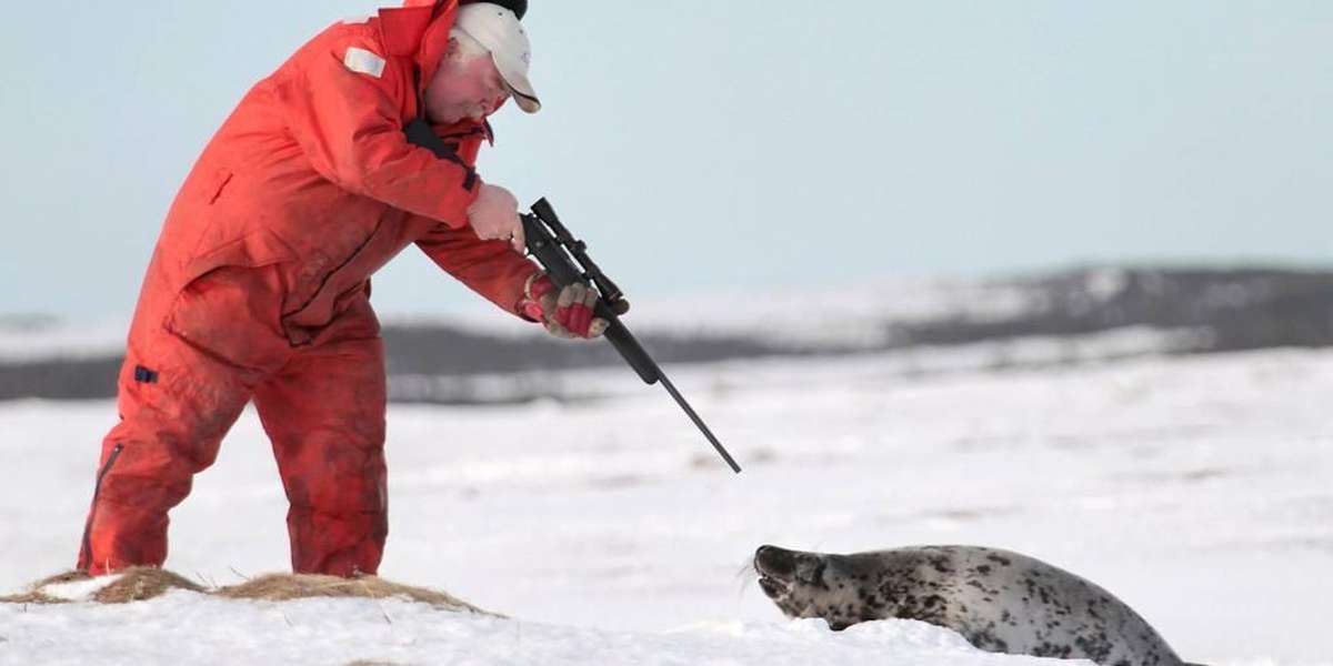 Canadian Seal Hunt Begins Earlier Than Usual - The Dodo