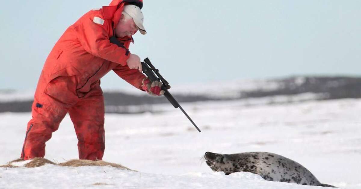Canadian Seal Hunt Begins Earlier Than Usual The Dodo