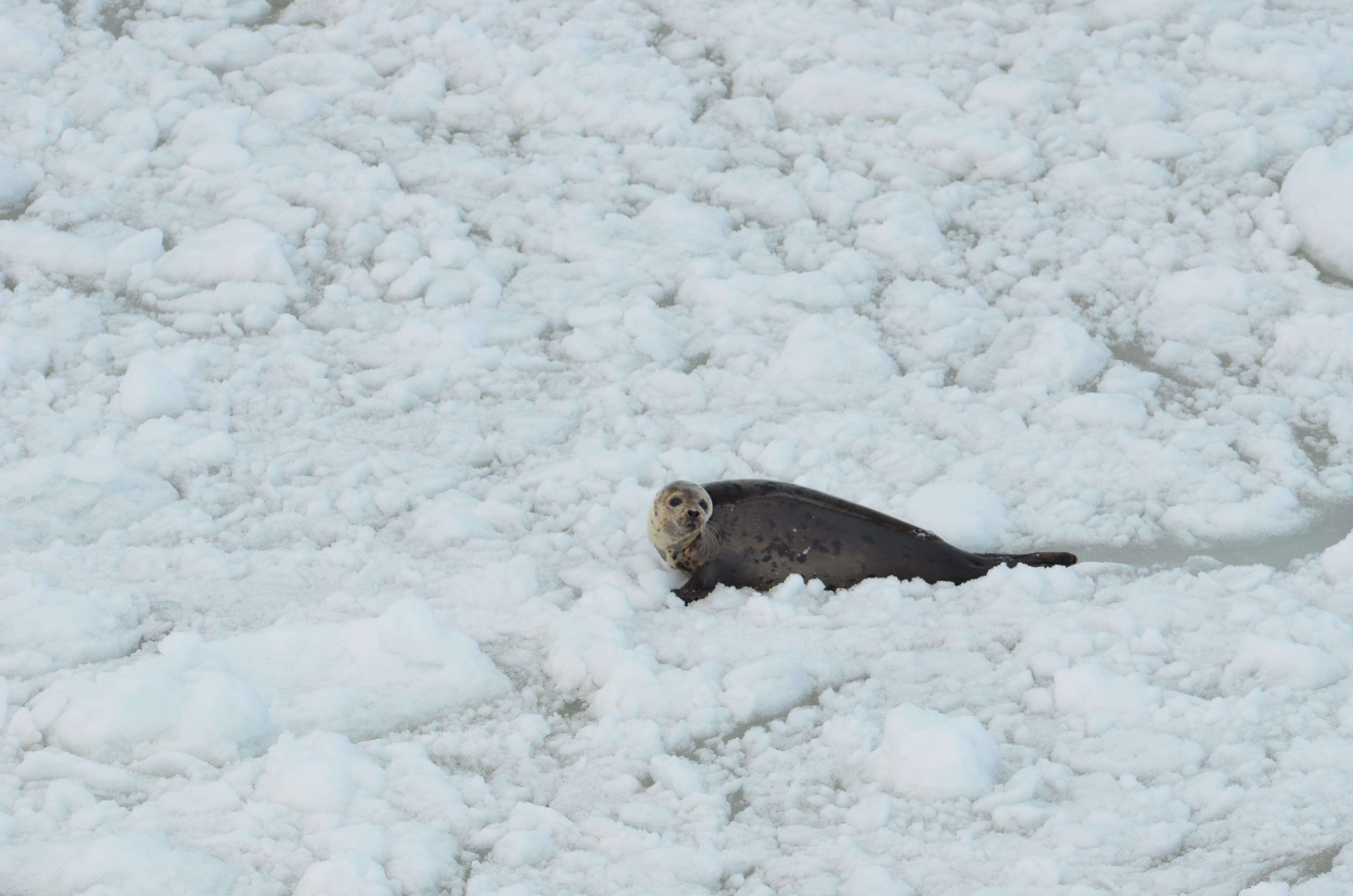 Harp seal on an ice floe in Canada