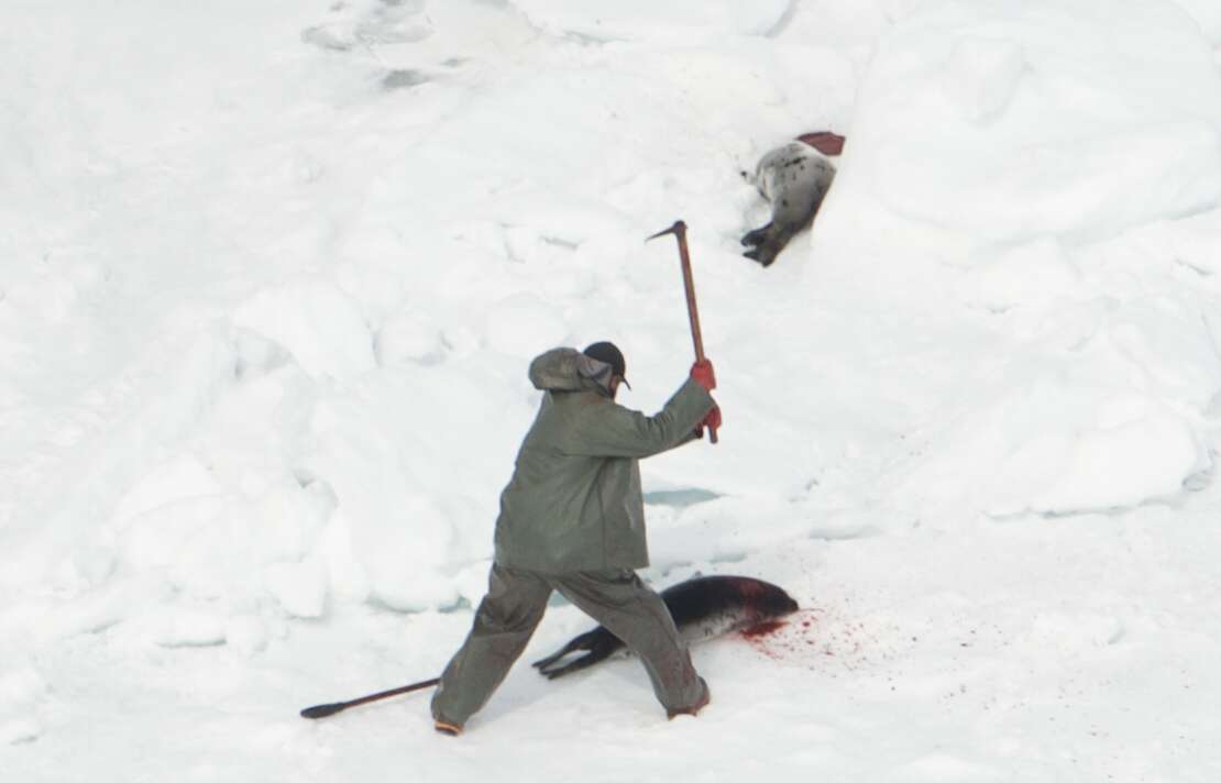 Canadian hunters killing harp seals