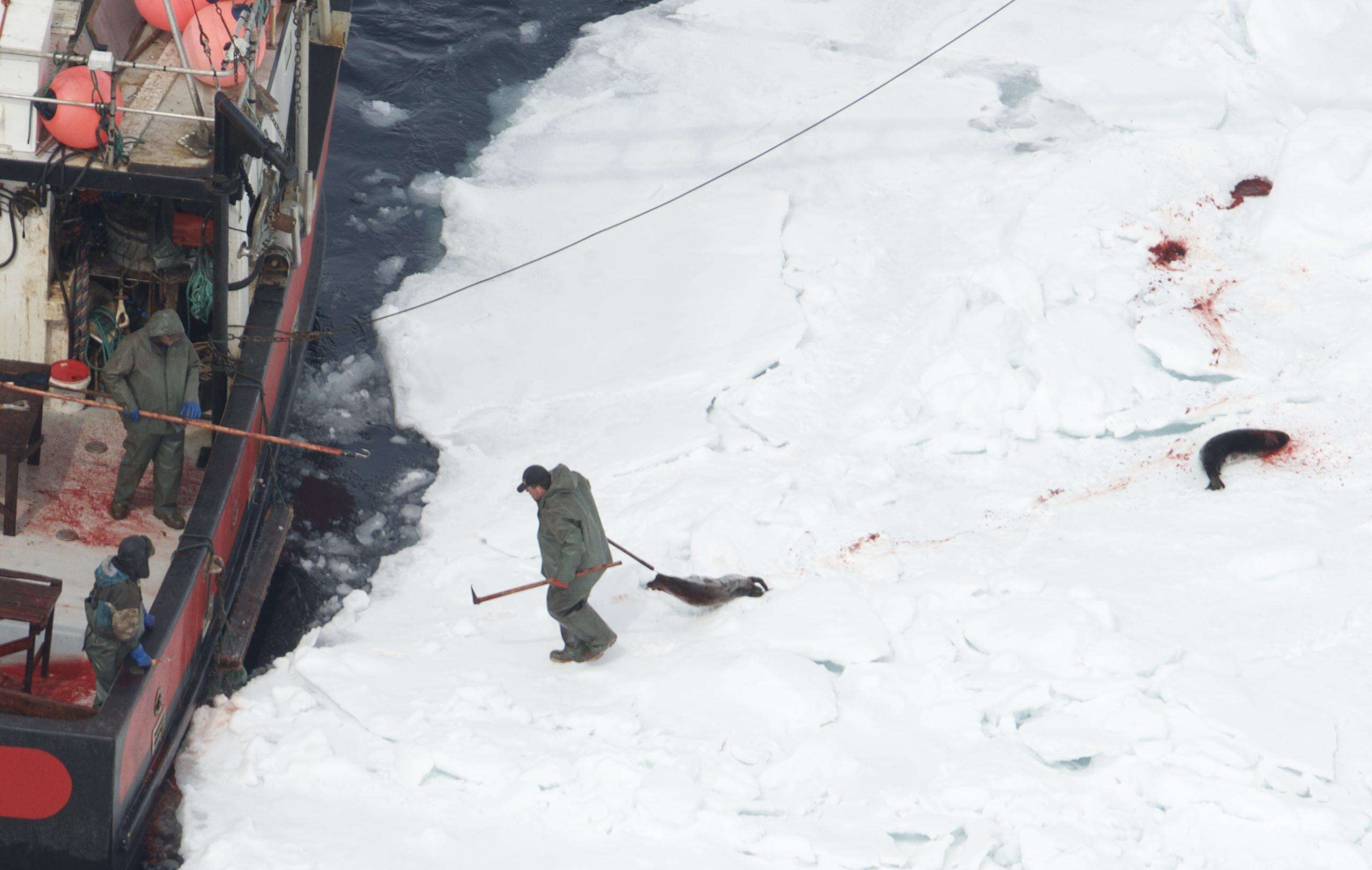 Canadian hunters killing harp seals