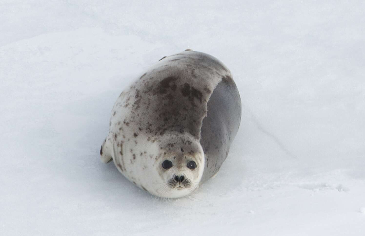 Harp seal on an ice floe in Canada