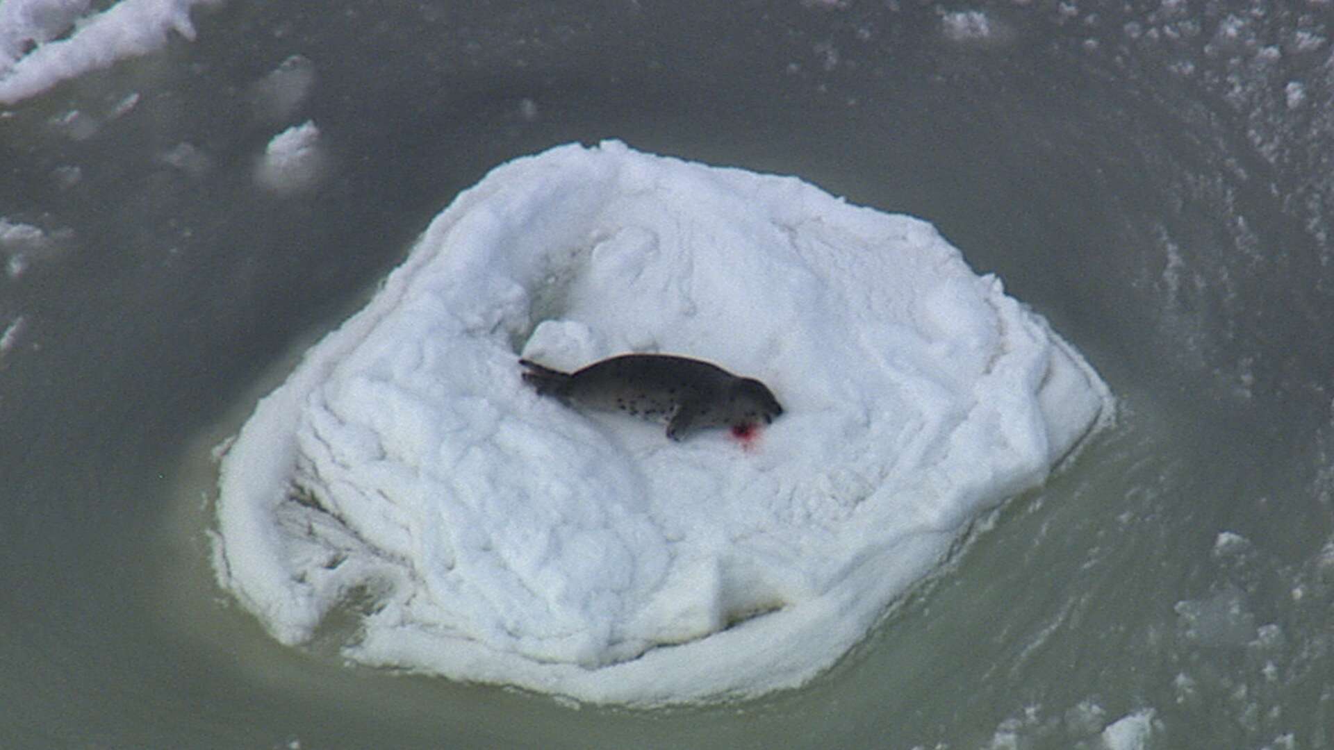 A dead baby harp seal after being killed by a hunter