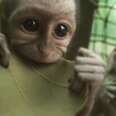 Orphaned Vervet Monkeys Love Their New Life