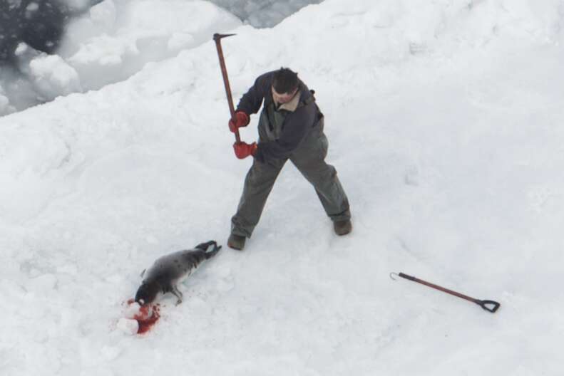 A sealer killing a baby harp seal