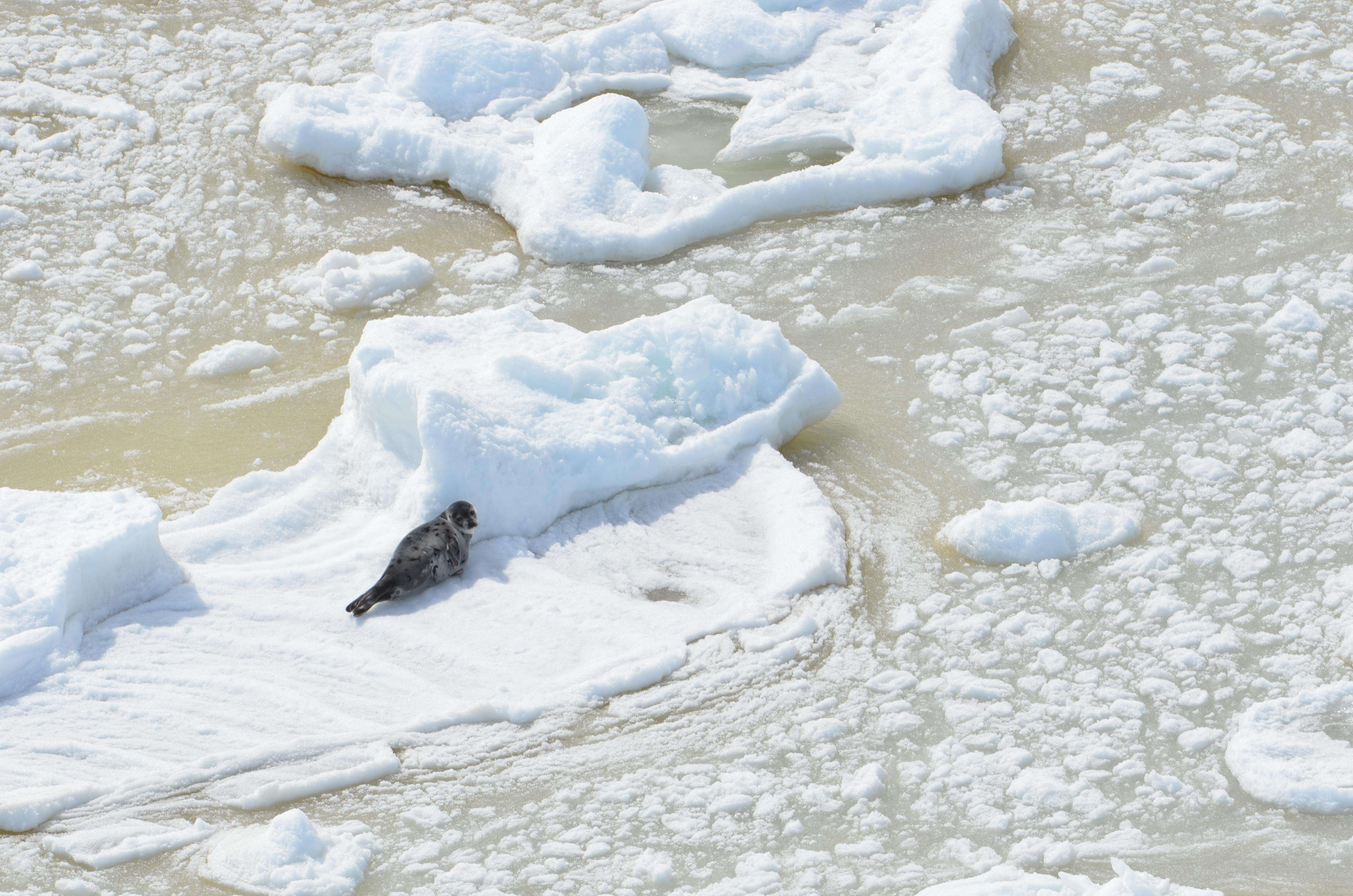 Harp seal on an ice floe in Canada