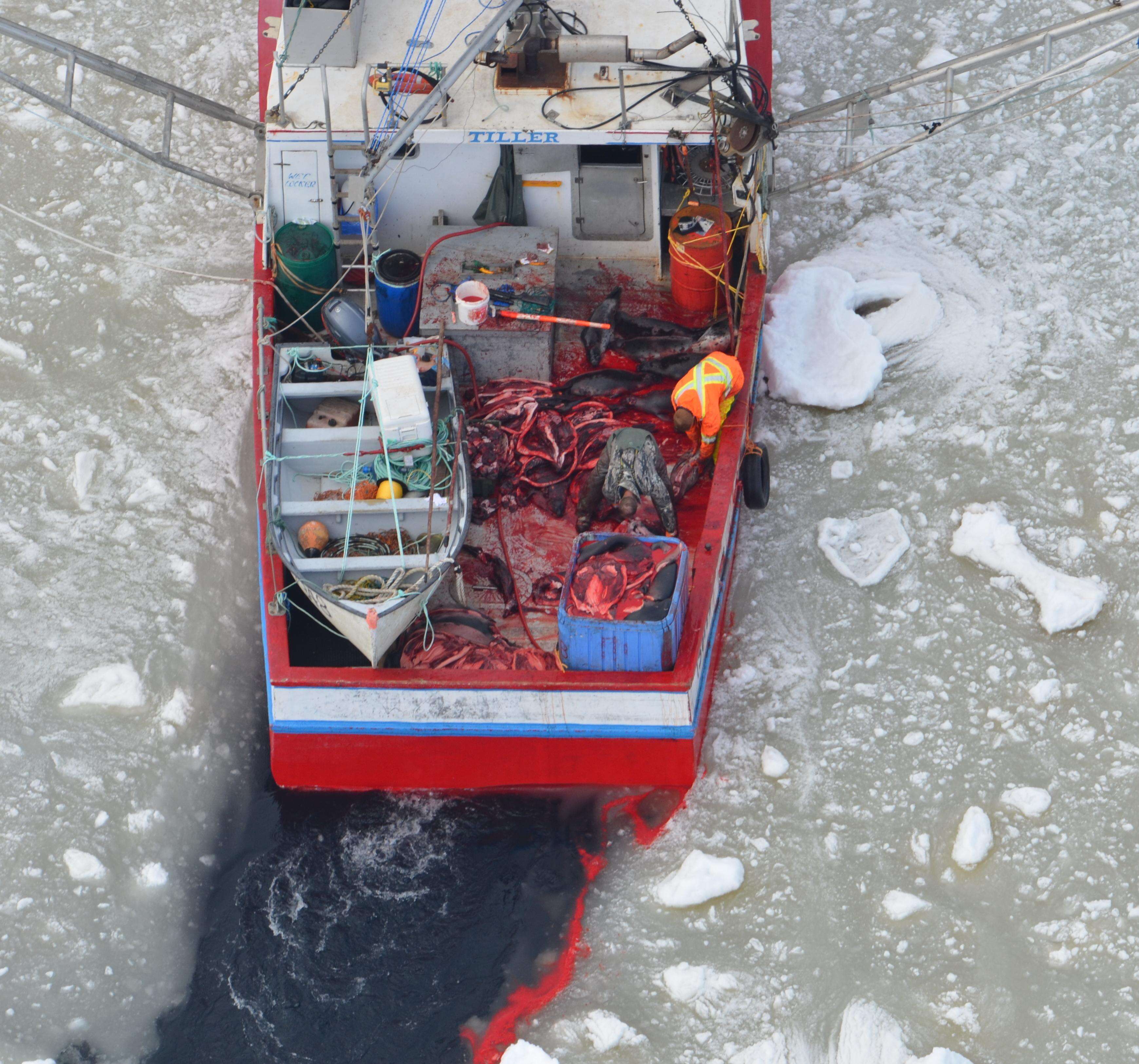 A Canadian sealing vessel with dead seal bodies on board